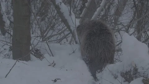 Beaver (Castor fiber) Stock Footage 164392052