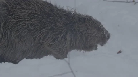 Beaver (Castor fiber) Stock Footage 164392199