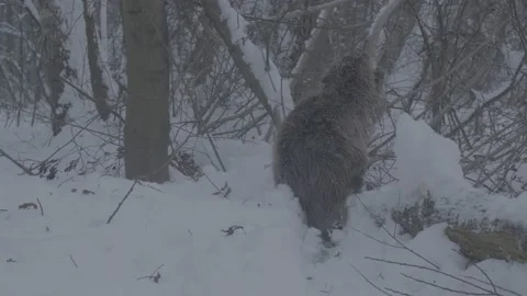 Beaver (Castor fiber) Stock Footage 164392232