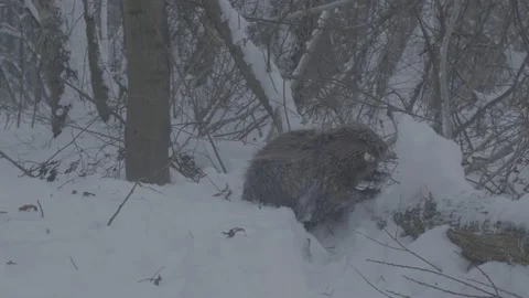 Beaver (Castor fiber) Stock Footage 164392347