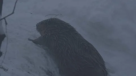Beaver (Castor fiber) Stock Footage 164392429