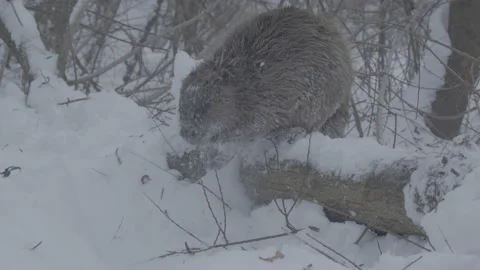 Beaver (Castor fiber) Stock Footage 164392837