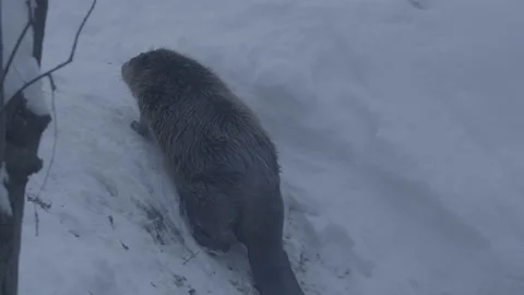 Beaver (Castor fiber) Stock Footage 164392848
