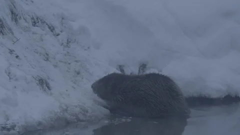 Beaver (Castor fiber) Stock Footage 164392950