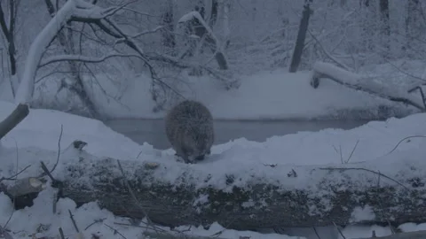 Beaver (Castor fiber) Stock Footage 164393157