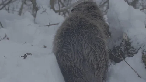 Beaver (Castor fiber) Stock Footage 164393641