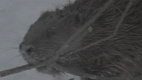 Beaver (Castor fiber) Stock Footage 164393716