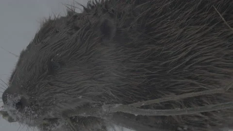 Beaver (Castor fiber) Stock Footage 164393829