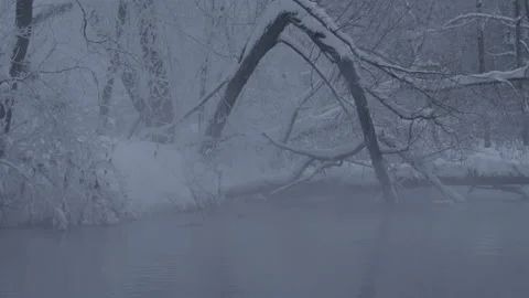Beaver (Castor fiber) Stock Footage 164393920