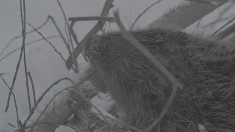 Beaver (Castor fiber) Stock Footage 164393933