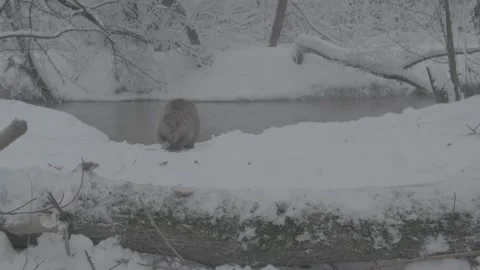 Beaver (Castor fiber) Stock Footage 164394085