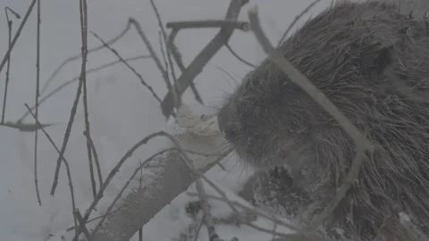 Beaver (Castor fiber) Stock Footage 164394112
