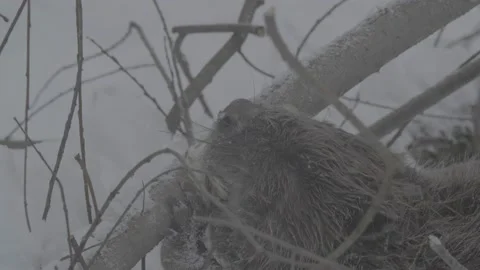 Beaver (Castor fiber) Stock Footage 164394228