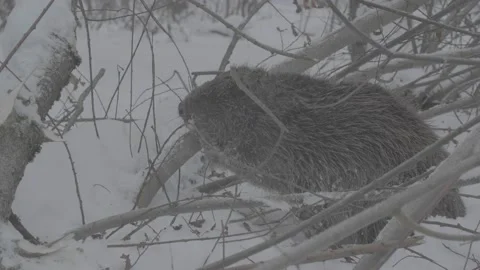Beaver (Castor fiber) Video stock 164394251