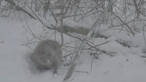 Beaver (Castor fiber) Stock Footage 164394287