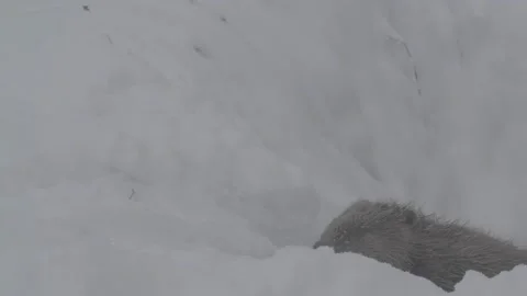 Beaver (Castor fiber) Stock Footage 164394317