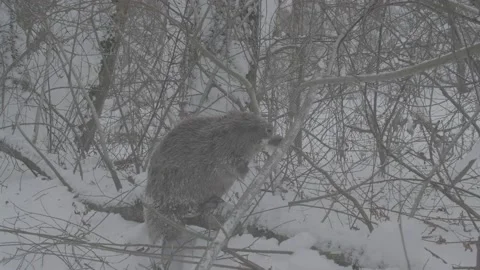 Beaver (Castor fiber) Stock Footage 164394319