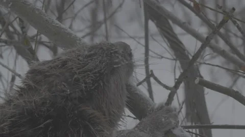 Beaver (Castor fiber) Stock Footage 164394344
