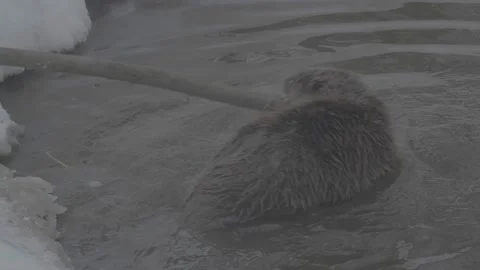 Beaver (Castor fiber) Stock Footage 164394403