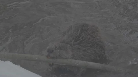 Beaver (Castor fiber) Stock Footage 164394447