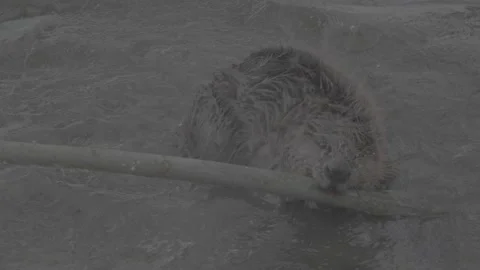 Beaver (Castor fiber) Stock Footage 164394454
