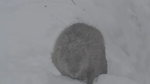 Beaver (Castor fiber) Stock Footage 164394457
