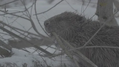 Beaver (Castor fiber) Stock Footage 164394556