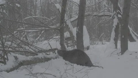 Beaver (Castor fiber) Stock Footage 164394570
