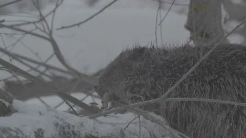 Beaver (Castor fiber) Stock Footage 164394595