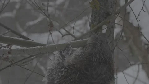 Beaver (Castor fiber) Stock Footage 164394629