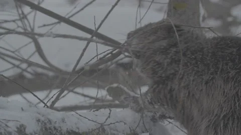 Beaver (Castor fiber) Stock Footage 164394669