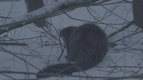 Beaver (Castor fiber) Stock Footage 164394793