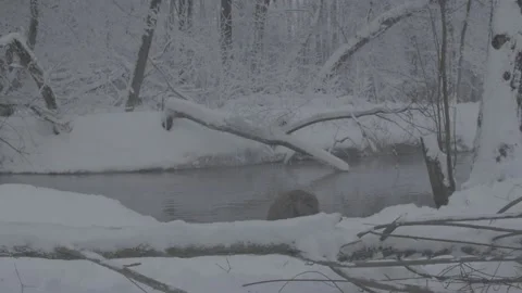 Beaver (Castor fiber) Stock Footage 164394905