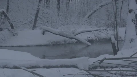 Beaver (Castor fiber) Stock-Footage 164394968