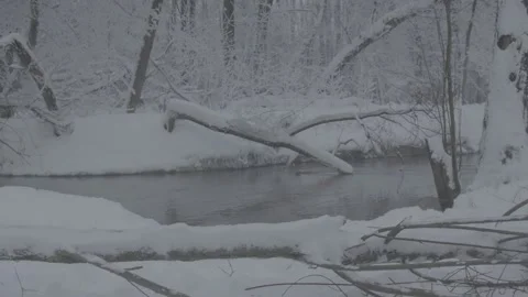 Beaver (Castor fiber) Stock Footage 164395023