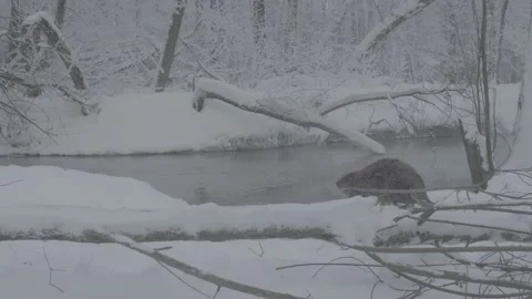 Beaver (Castor fiber) Stock Footage 164395045