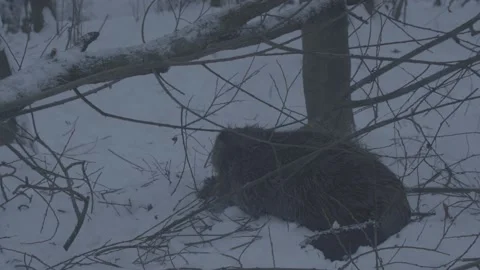 Beaver (Castor fiber) Stock Footage 164395076