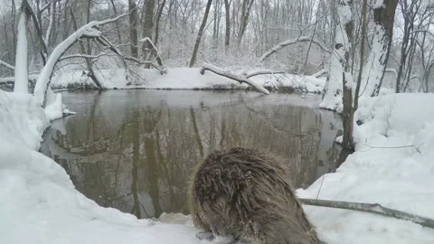Beaver (Castor fiber) Stock Footage 164395253