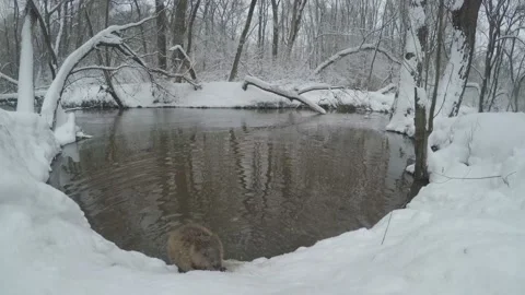 Beaver (Castor fiber) Stock Footage 164395328