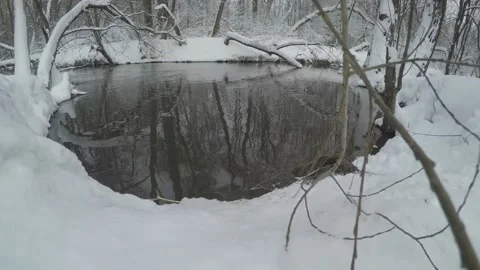 Beaver (Castor fiber) Stock Footage 164395358