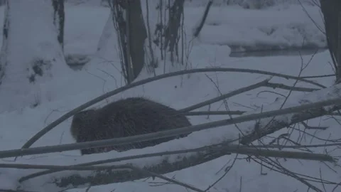 Beaver (Castor fiber) Stock Footage 164395420
