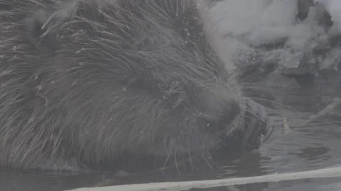 Beaver (Castor fiber) Stock Footage 164395422