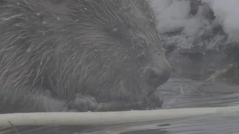 Beaver (Castor fiber) Video stock 164395433