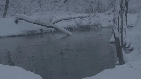 Beaver (Castor fiber) Stock Footage 164395436