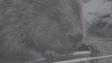 Beaver (Castor fiber) Stock Footage 164395515