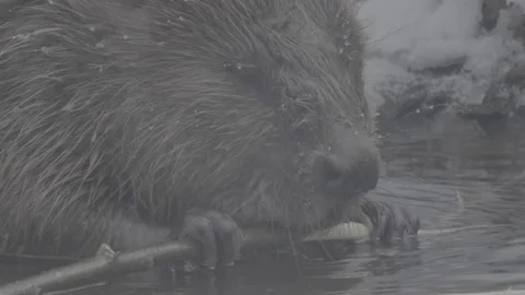 Beaver (Castor fiber) Stock Footage 164395539