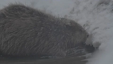 Beaver (Castor fiber) Stock Footage 164395554