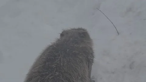Beaver (Castor fiber) Stock Footage 164395608