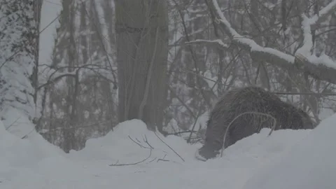 Beaver (Castor fiber) Stock Footage 164395626