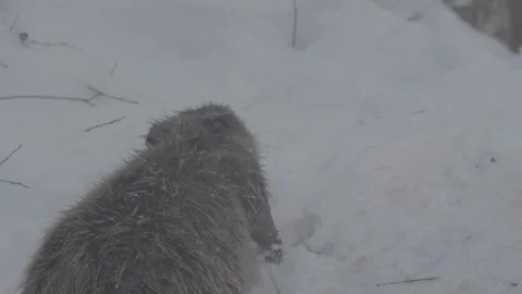 Beaver (Castor fiber) Stock Footage 164395741
